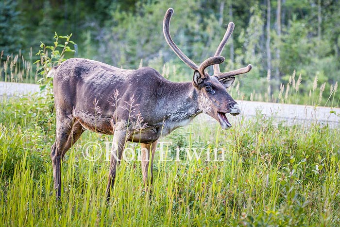 Caribou with Odd Expresion