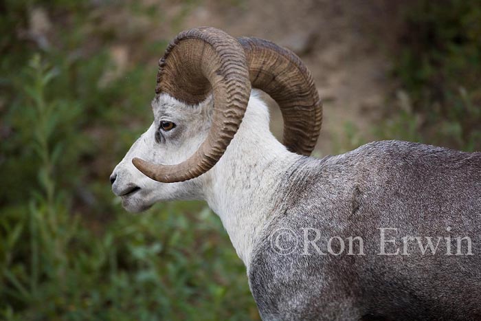Stone Sheep
