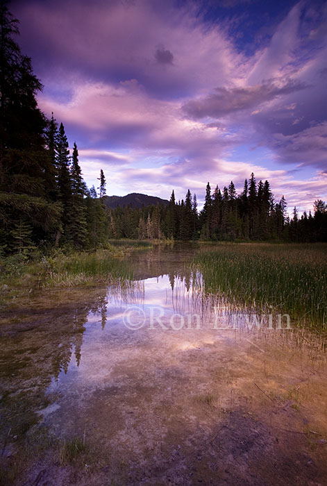 Wetlands, Liard River Hot Springs