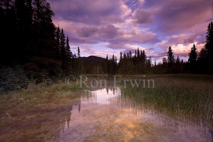 Wetlands, Liard River Hot Springs