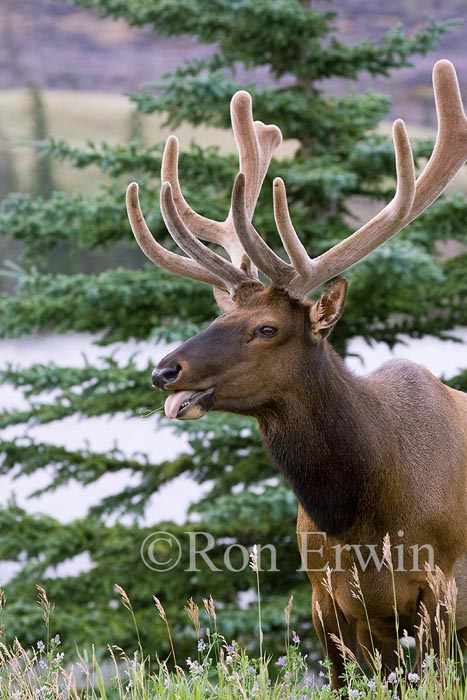 Bull Elk