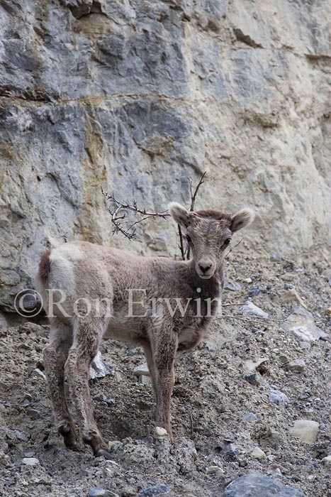 Stone Sheep Lamb