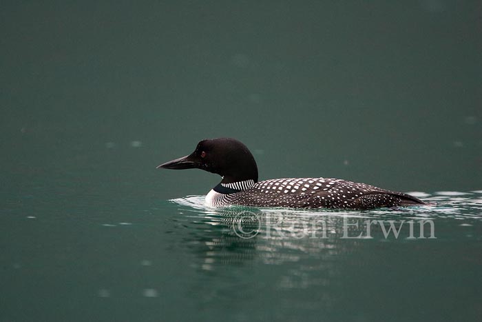 Common Loon