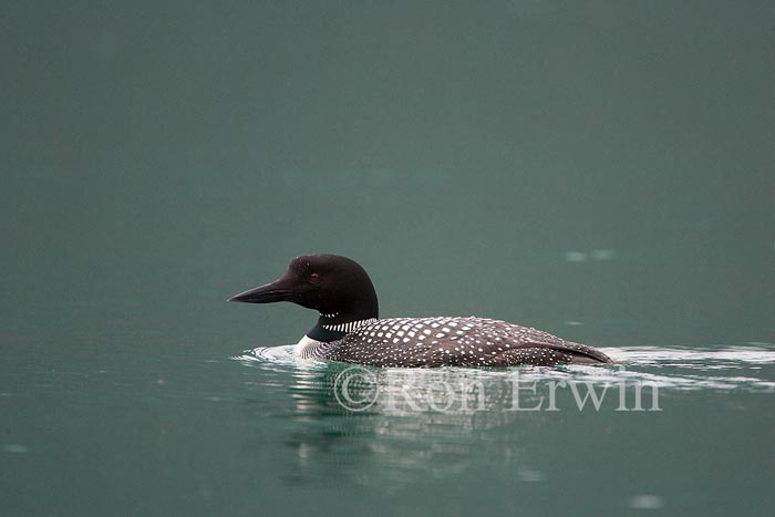 Common Loon