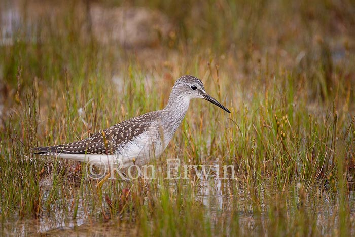 Lesser Yellowlegs