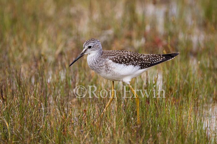 Lesser Yellowlegs