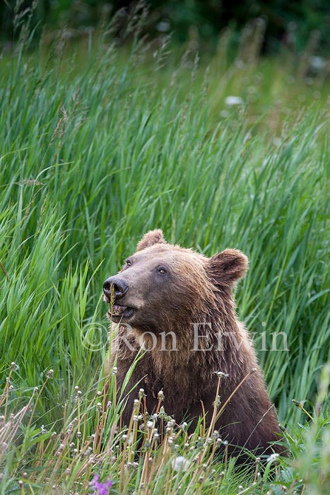 Grizzly Bear