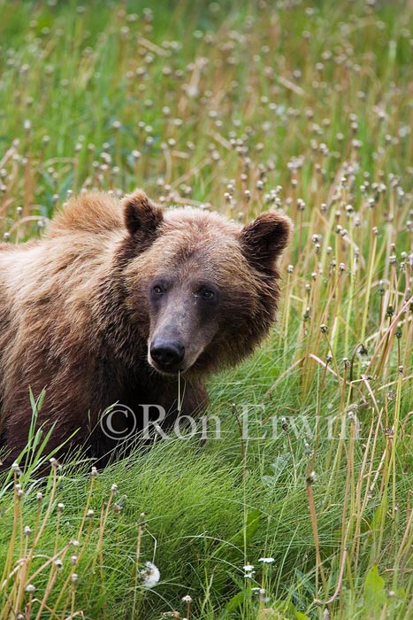 Grizzly Bear