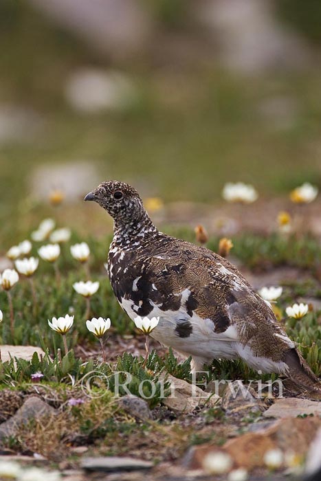 White-tailed Ptarmigan