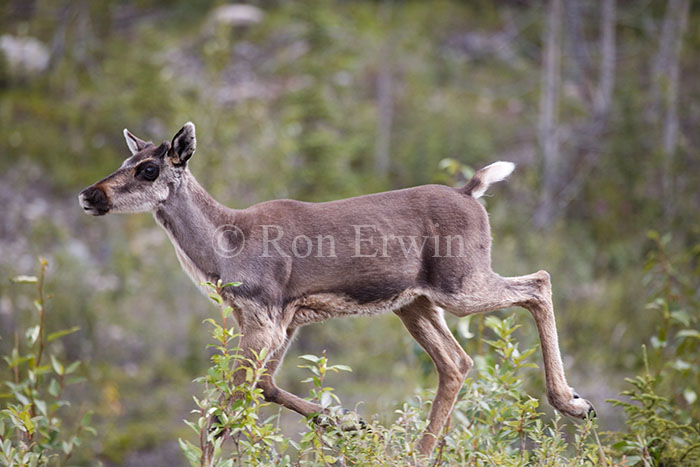 Woodland Caribou Calf Running