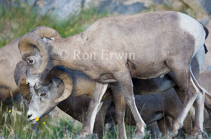 Bighorn Sheep Rams