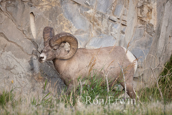 Bighorn Sheep Ram