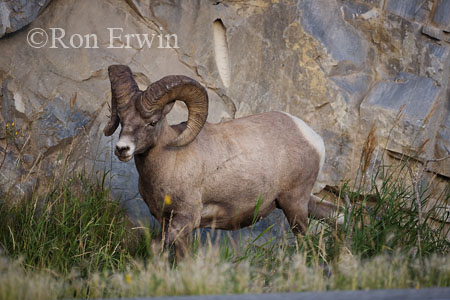 Bighorn Sheep