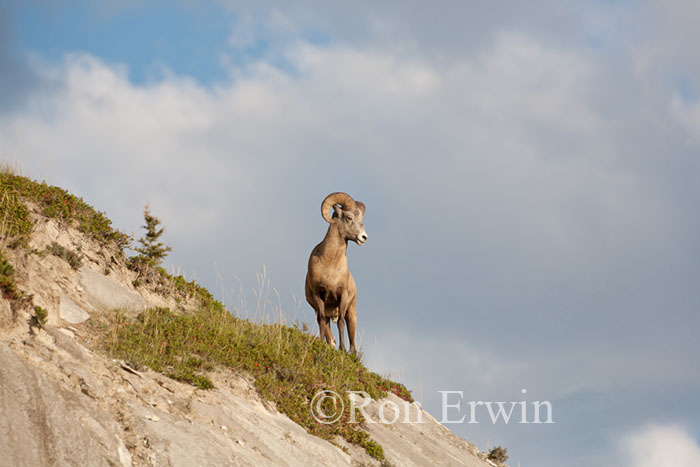 Bighorn Sheep Ram