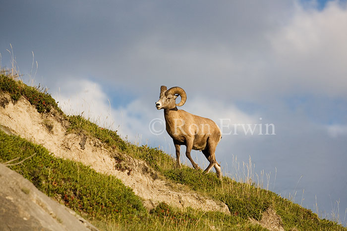 Bighorn Sheep