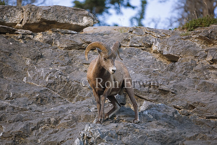 Male Bighorn Sheep