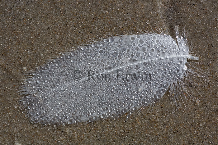 Feather on Grand Beach