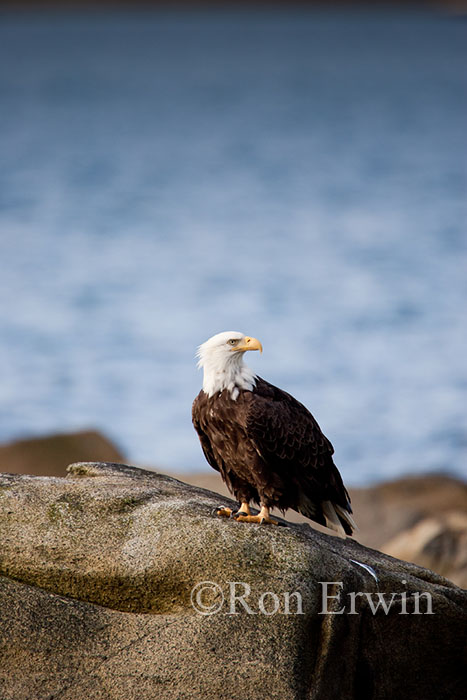 Bald Eagle