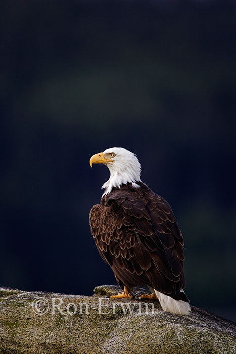 Adult Bald Eagle