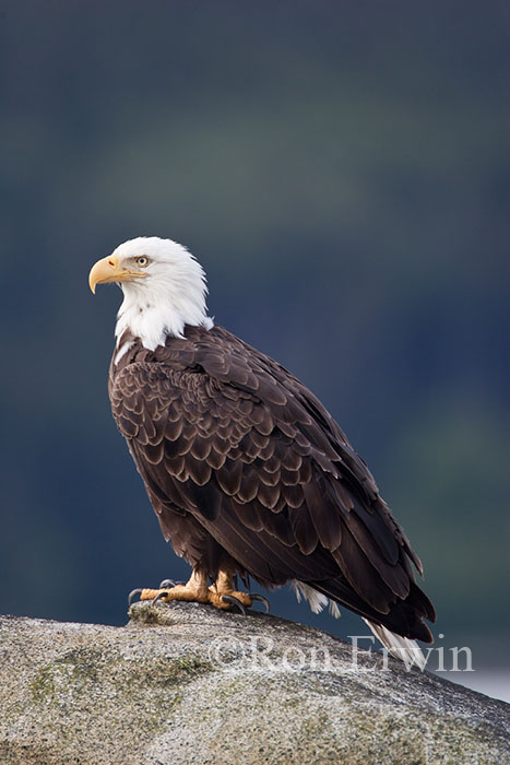 Adult Bald Eagle