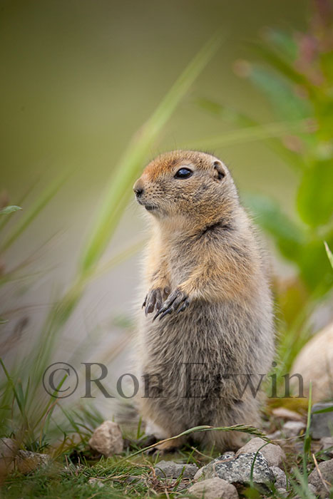 Arctic Ground Squirrel