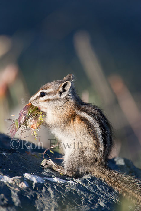 Least Chipmunk Eating