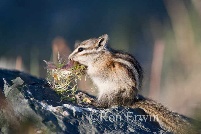 Least Chipmunk Eating
