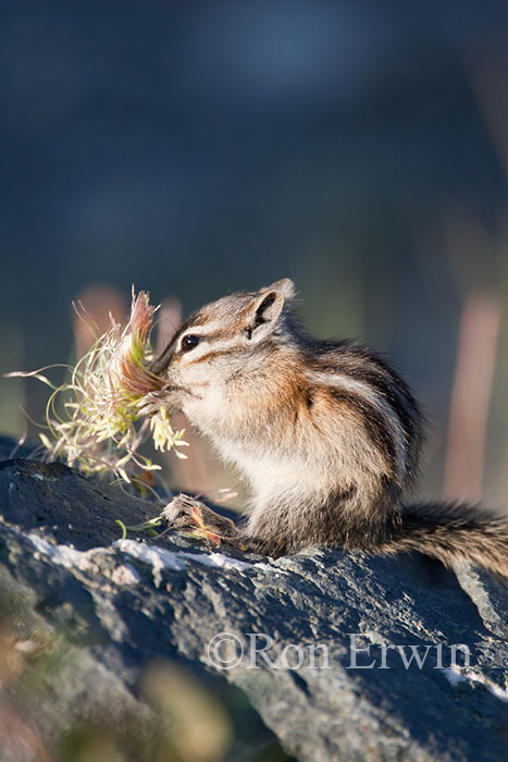Least Chipmunk Eating