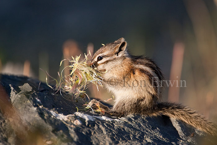 Least Chipmunk