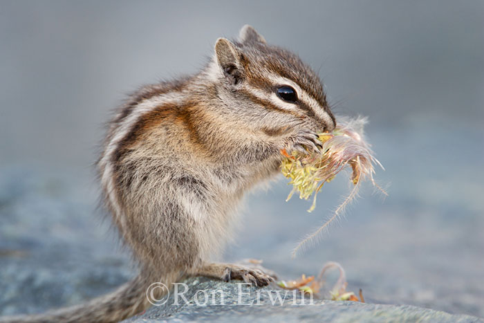 Least Chipmunk
