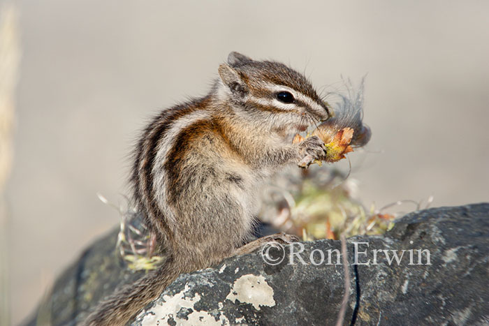 Least Chipmunk Eating