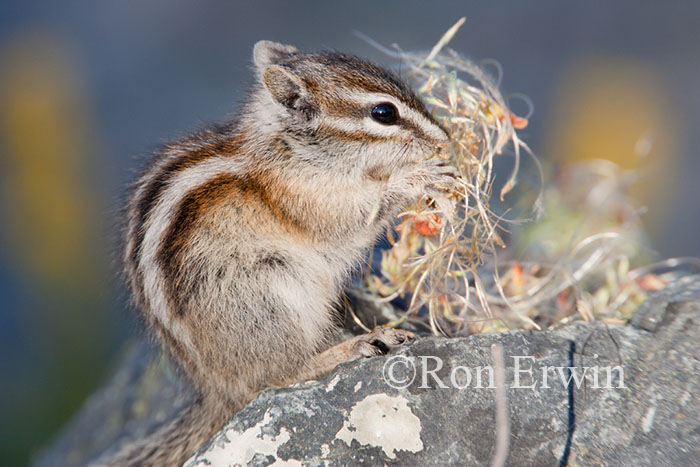 Least Chipmunk Eating