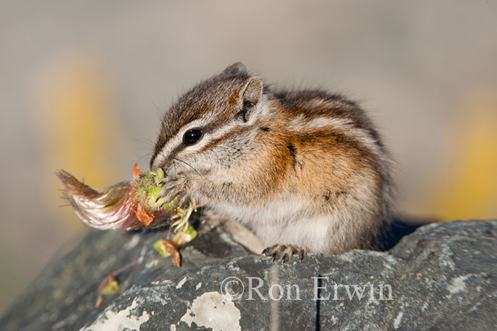 Least Chipmunk Eating