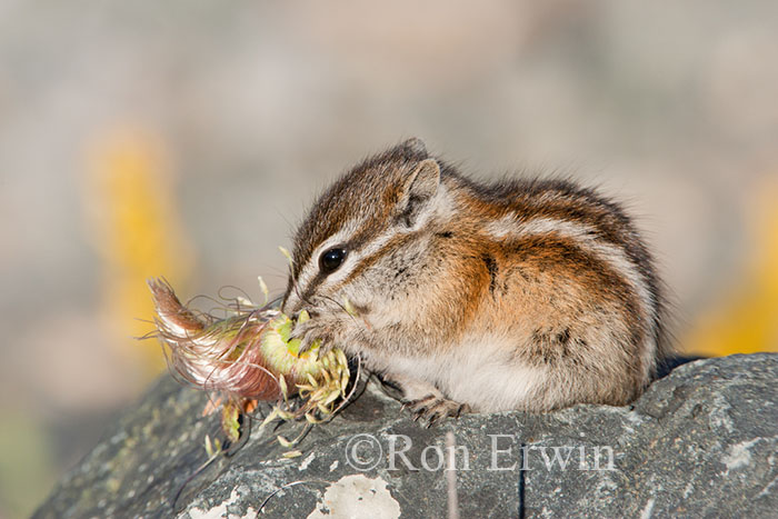 Least Chipmunk Eating