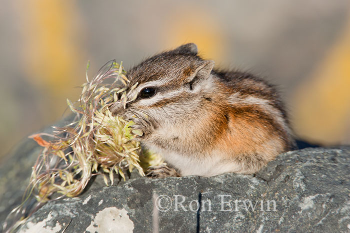 Least Chipmunk Eating