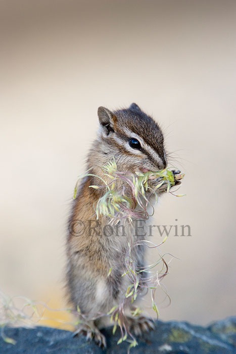 Standing Least Chipmunk
