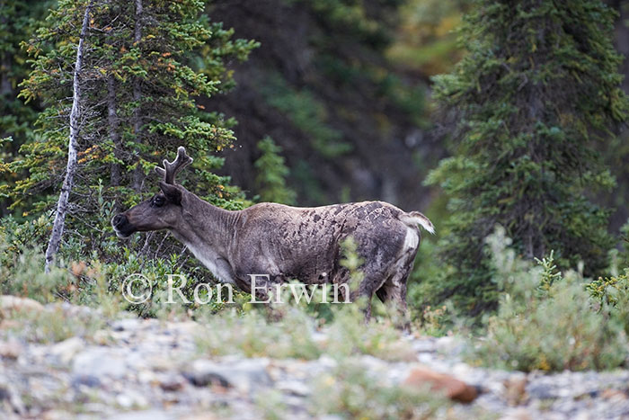 Woodland Caribou