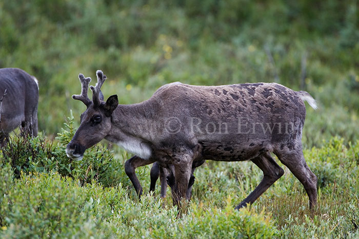 Woodland Caribou