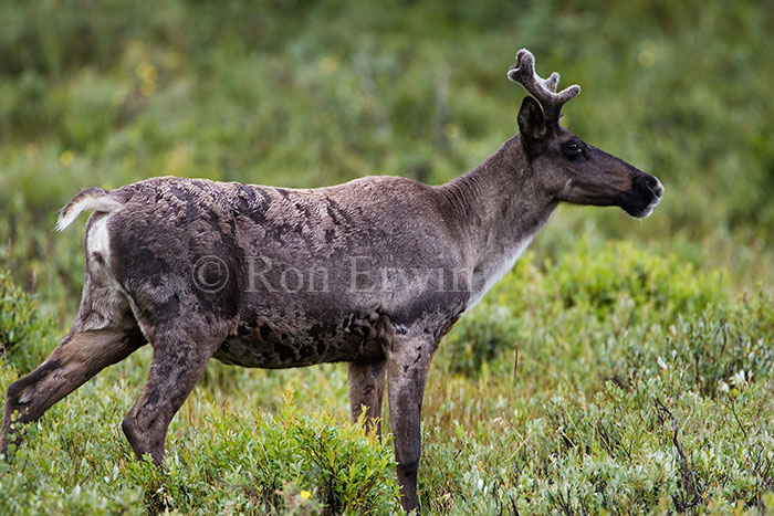 Caribou