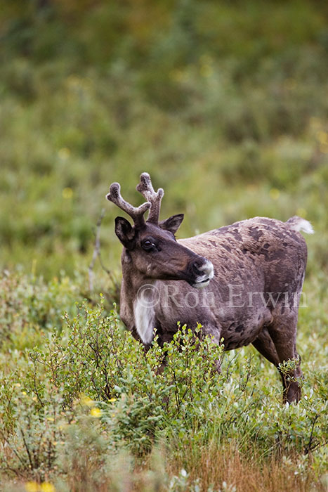 Woodland Caribou