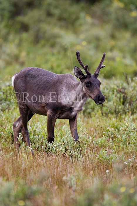 Caribou