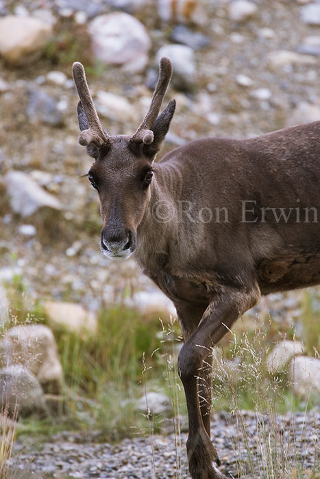 Caribou