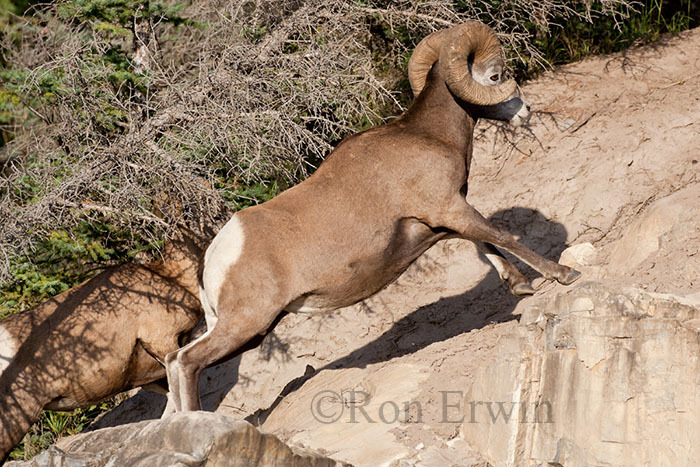 Climbing Bighorn Rams