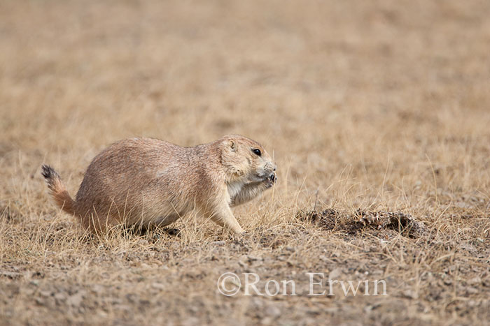 Black-tailed Prairie Dog