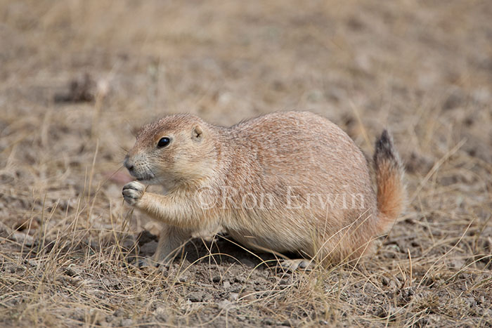 Black-tailed Prairie Dog