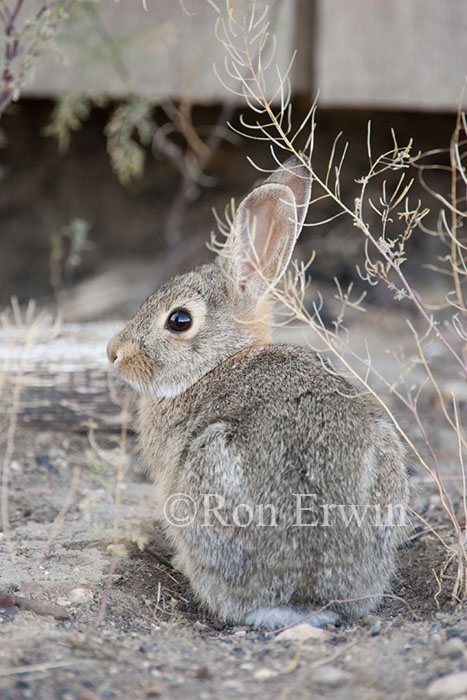 Mountain Cottontail