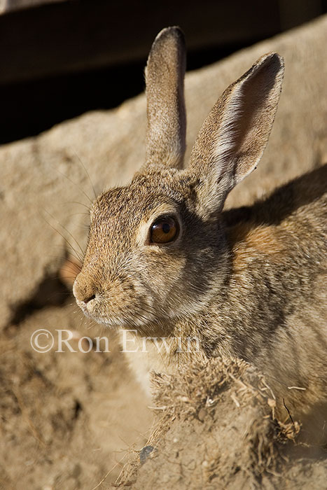 Mountain Cottontail
