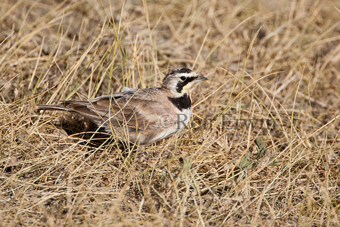 Horned Lark