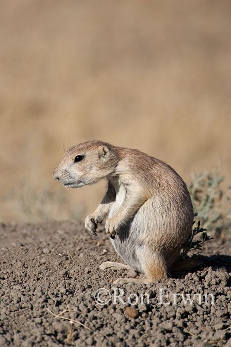 Black-tailed Prairie Dog