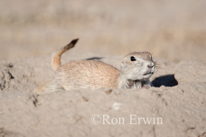 Black-tailed Prairie Dog